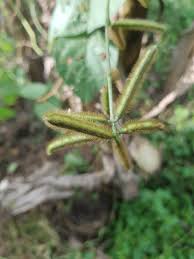 Image result for Calopogonium mucunoides