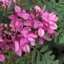 Image result for Indigofera lupatana