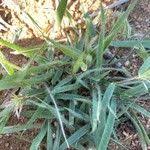 Image result for Harpachne schimperi