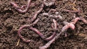 Most species are found in africa and asia, with a few in southern europe, australia, and new guinea. Worm Stock Video Footage 4k And Hd Video Clips Shutterstock