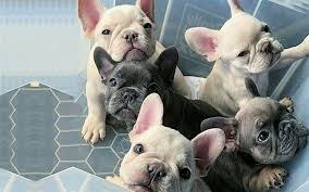 Apr 08, 2021 · my brindle is a mexican immigrant rescue with very pointy , stand up ears, a frenchie face, but very muscular, longer legs than frenchie, and looks like she might have some australian cattle dog along with her brindle coloring. 12 Tips To Brindle French Bulldog Temperament And Training