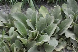 Shop afloral's large variety of artificial greenery on sale 100 seeds lambs ear this is for 100 seeds it is the lambs ear it is a perennial that has a great looking leaves. Common Mullein An Amazing Versatile Plant Bonners Ferry Herald