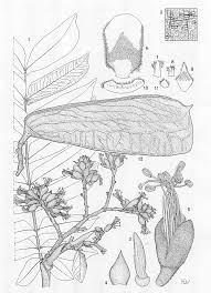 Image result for Tessmannia anomala