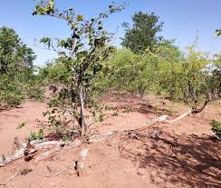 Image result for Nuxia oppositifolia