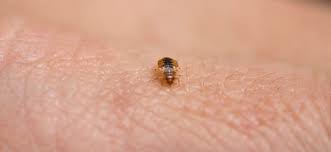 Remember, bed bugs aren't confined to your home. What To Do About D C Bed Bugs