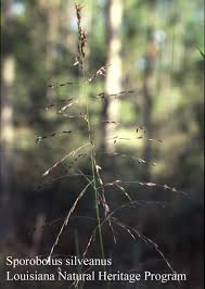 Image result for Sporobolus mauritianus