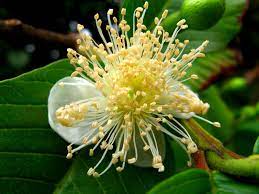 The leaves grow in pairs and opposite each other on the slender, but firm branches. Guava Psidium Guajava Feedipedia