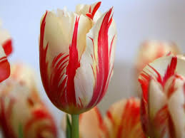 Macam Macam Bunga Tulip Dan Manfaatnya Alihamdan Expensive Flowers Most Beautiful Flowers Beautiful Flowers