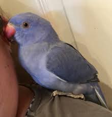 Check spelling or type a new query. Indian Ringneck Colors Feisty Feathers