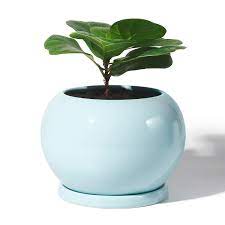 Maybe you would like to learn more about one of these? Potey Planter Ceramic Plant Flower Pot 5 Inch Large Indoor Glazed Container Bonsai With Drainage Hole Saucer Large Buy Online In Qatar At Qatar Desertcart Com Productid 170471161