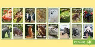 Maybe you would like to learn more about one of these? Zoo Animals Photo Flashcards