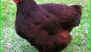 10 Jenis Ayam Petelur Terbaik Paling Unggul Di Dunia Dan Gambarnya Dunia Fauna Hewan Binatang Tumbuhan Di 2021 Hewan Binatang Ayam