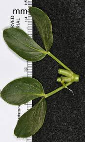 Image result for Zygophyllum cuneifolium