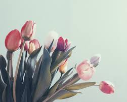 Maybe you would like to learn more about one of these? Tulips Trivia 40 Facts About The Beautiful Flowers