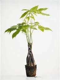How To Braid A Money Tree Money Tree Plant Money Trees Money Tree Plant Care