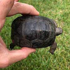 Aldabra adults tortoise for sale!!24.25 inch female aldabra tortoise, 25 inch female aldabra tortoise,27 inches male aldabra tortoisec,28.5 inch female. Giant Aldabra Tortoise Hatchling Deposit Tortoise For Sale Baby Turtles For Sale Online Tortoise Breeders Near Me