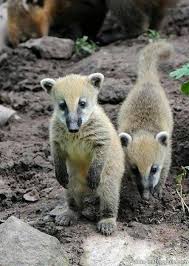 Como fazer poltrona senta bebe passo a passo, ver e fazer, verefazer, site de ideias criativas para baixar molde gratis. 38 Exotics Ideas Animals Wild Cute Animals Animals Beautiful