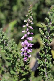 Image result for Calluna vulgaris