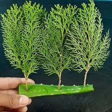 Image result for cuttings thujas