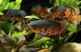 Untuk pemesanan maupun sukses cara budidaya ikan hias air tawar yang mudah dipelihara, silahkan hubungi alif fish farm dengan kontak : Cara Budidaya Ikan Hias Air Tawar Faunadanflora Com