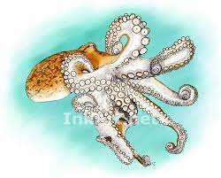 Full Color Illustration Of An Atlantic Or Common Octopus Octopus Vulgaris Common Octopus Octopus Art Octopus