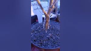 Image result for Corallocarpus welwitschii