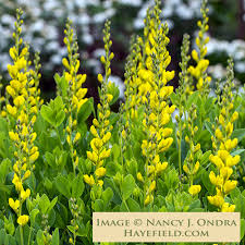 Image result for Baphia speciosa