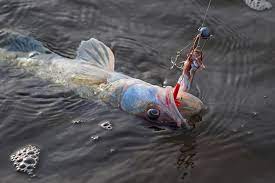 Zander Angeln Mit Dem Drachkovitch System Dr Catch Besser Angeln