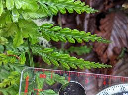 Image result for Asplenium laurentii