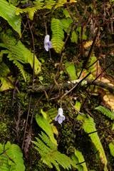 Image result for Streptocarpus eylesii