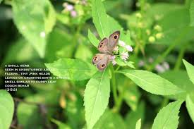 Image result for Ethulia conyzoides