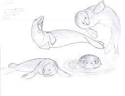Leopard Seal Drawing Drawings Leopard Seal Animal Study