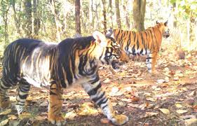 two tiger