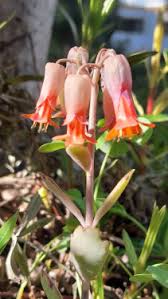 Image result for Kalanchoe latisepala