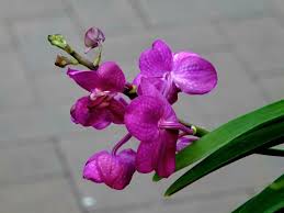 Image result for Vanda coerulea