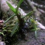 Image result for Ancistrorhynchus tenuicaulis