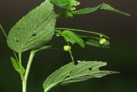 Image result for Micrococca