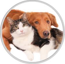 Get top rated pet insurance with a customized plan to cover your pet & fit your budget. Veterinarian In Gilbert Az Pet Hospital Chandler Anasazi Animal Clinic