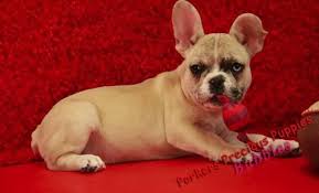 Bouledogue or bouledogue français) is a breed of domestic dog, bred to be companion dogs. French Bulldog Puppy For Sale Adoption Rescue For Sale In Hickory North Carolina Classified Americanlisted Com