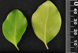 Image result for Canthium inerme