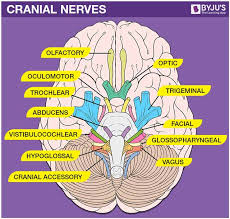 Cranial nerves picture face numbers. Cranial Nerves Cranial Nerves List And Their Functions
