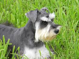 Black And White Miniature Schnauzer What Is A Phantom Miniature Schnauzer Schnauzer Puppy Miniature Schnauzer White Miniature Schnauzer
