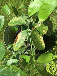 We went and talked to nursery folks a couple times about this tree. Ask A Question Forum Yellowing Of The Meyer Lemon Tree Leaves Garden Org