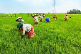 Cara menanam padi yang telah terbukti menghasilkan 12ton/ha, cara ini sudah kami terapkan pada salah satu mitra kami di kab. Sketsa Gambar Petani Menanam Padi
