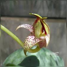 Image result for Bulbophyllum kivuense
