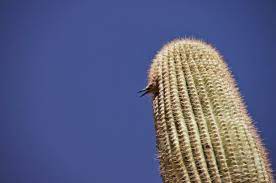 Birds use the saguaro cactus body to carve out holes for nesting. The Saguaro Cactus And Its Greedy Guests Kuriositas