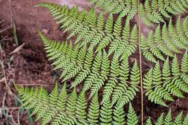 Image result for Hypolepis sparsisora