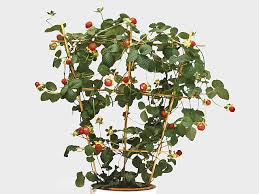 Image result for Duchesnea indica