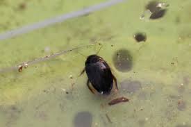 Agabus Gaurodytes Sp Habitant Des Recuperateurs D Eaux De Pluies Le Monde Des Insectes