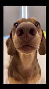 #duet with @miloloverxo #dog #doggy #talkdog #ba #wisdomdog  #milothetalkingdog